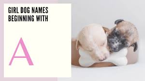 Please make a choice a male dog name a female dog name a unisex dog name. Girl Dog Names That Will Stand The Test Of Time 100 Gorgeous Ones That Will Stand The Test Of Time