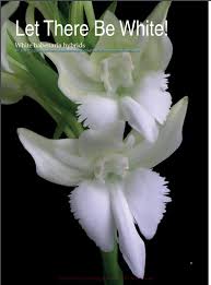 Image result for Habenaria tenuispica