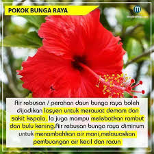 Jom kami kongsikan 13 petua hilangkan batu karang yang terbukti berkesan. Petua Hilang Batu Karang Home Facebook