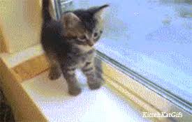 Making Biscuits Gifs Wifflegif That biscuit thing is a leftover kitten reflex cats carry their whole lives.but it was for stimulating milk. making biscuits gifs wifflegif