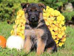 The ultimate guide to training your german shepherd puppy: German Shepherd Puppies For Sale Purebred German Shepherd Breeders