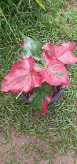 Check spelling or type a new query. à¸Š à¸­ à¸£ à¸•à¸™à¸ª à¸™ à¸œ à¸œà¸ªà¸¡à¸• à¸‡à¸Š à¸­ Thailand Caladium Siam Facebook