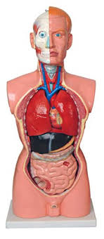 Differences between male and female bladder. 85cm Male Torso With 19 Parts New Anatomical Model Buy Online In Botswana At Botswana Desertcart Com Productid 79865578