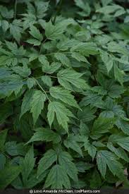 Image result for Faurea racemosa