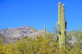 A property owner is allowed to transplant a cactus but must apply for a permit (it's like getting a hunting tag) through the arizona dept. 5 Shocking Facts About Arizona S Saguaro Cactus Did You Know These Nuventure Travels