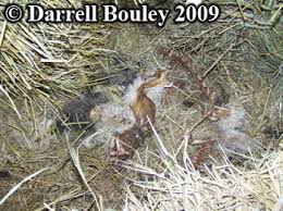 The two references at the end of this article show what happens when raccoons do pick a fight with cats (some of the pictures in the first article are quite disturbingly. Animal Tracks Raccoon Predation On Domestic Cats