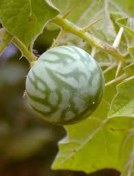 Image result for Solanum torreanum