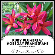 Image result for Plumeria rubra