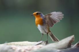 De façon occasionnelle, les hirondelles capturent aussi leurs aliments à la surface de l'eau, sur les plantes ou sur les murs. Le Rouge Gorge Est Il Un Oiseau Migrateur Notre Nature