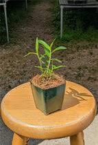 Image result for Uvaria schweinfurthii