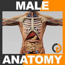590 male anatomy diagram free vectors on ai, svg, eps or cdr. Human Male Anatomy Body Skeleton Internal 3d Model