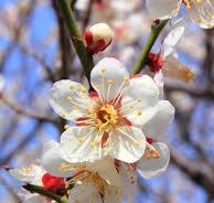 Prunus mume - Wikipedia