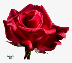 This paper rose tutorial is so easy and it's for a beginner with the free templates. Red Rose Flower Free Png Transparent Images Free Flower Rose Bloom Png Image Transparent Png Free Download On Seekpng