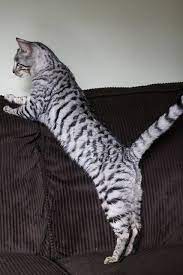 Check spelling or type a new query. Eeyaa Silver Stripes Toyger Cat Cat Breeds Cats
