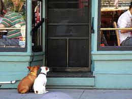 Ingresso Ai Cani Nei Luoghi Pubblici Si Puo Vietare O No