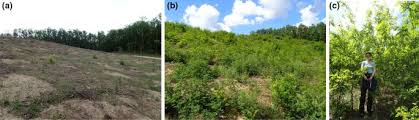 If your landscape is suffering from damaging pests ie. Ecology Growth And Management Of Black Locust Robinia Pseudoacacia L A Non Native Species Integrated Into European Forests Springerlink