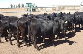 Livestock Animal Exchange Testimonials Raghuram Rastra Productions To Produce A New Show About The Beefmaster Breed In 2020 Yearling Breeders Three Year Olds