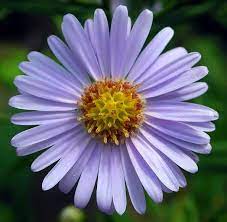 File Aster Tataricus Jpg Aster Flower Flower Seeds Plants