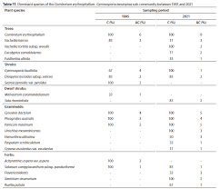 Image result for Gymnosporia tenuispina