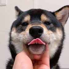 犬の舌は人の手と同じ 犬が飼い主さんをペロペロとなめる理由 いぬのきもちweb magazine 犬 動物 いぬ