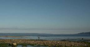 Low Tide Beach Exploration (with Park Naturalists)