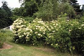 Image result for Agelanthus sambesiacus