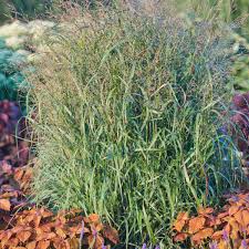 Image result for Panicum pusillum