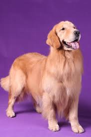 Golden retriever german shepherd mix puppies. Golden Retriever For Sale Philippines Petfinder
