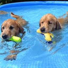 Advanced pet care clinic, cedar falls, ia. Parker Pet Care Parkerpetcare Twitter