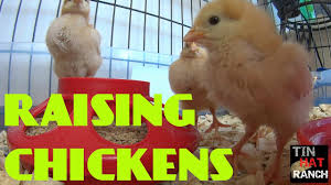 Raising Chickens 101 How To Start With Chickens And Brooder Basics Youtube