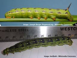 These caterpillars are on a hickory tree. Types Of Striped Caterpillars With Pictures For Easy Identification