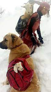 turkey kangal kopegi hayvan keciler