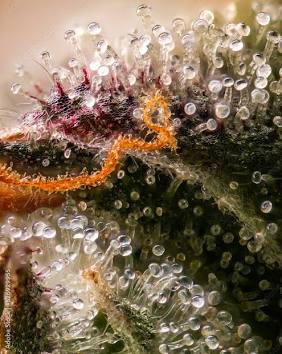 Macro view of resinous Runtz trichomes, AI generated