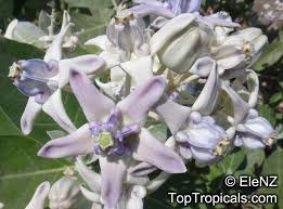 Calotropis Gigantea Giant Milkweed Giant Calotrope Crown Flower Arka Jilledu Erukkam Madar Milkweed Flower Crown Flowers