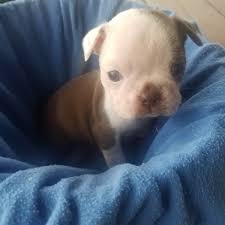 Like most people we got into breeding for a better boston terrier, but now. Blue Boston Terrier Puppies For Sale Petswall