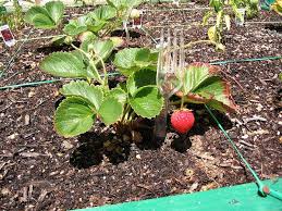 You can simply place the pallet on the ground, fill it with soil, and plant your strawberries, which helps keep the fruit raised off the wet earth. Pin On Garden