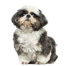 Shih Tzu Dog Breed Information Temperament Health