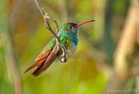 Adults are a metallic olive green above and buffy in the lower breast. Buff Bellied Hummingbird Amazilia Yucatanensis Hummingbird Buff Belly