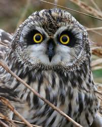 8 Owl Species In Indiana Owl Species Owl Short Eared Owl