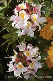 Western Azalea Rhododendron Occidentale A Fragrant Flowered Deciduous Shrub Native To The Western Coast Of The United In 2020 Fragrant Flowers Rhododendron Azaleas
