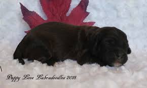 Find out what works well at blue ribbon puppies from the people who know best. Kindle Tickle Alberta Labradoodle Puppies For Sale Puppy Love Labradoodles