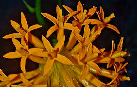 Image result for Hypericophyllum compositarum