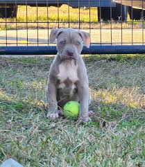Camilia checking in. She is a 9-1/2 weeks old bully/pitty mix. She's so  sweet, playful, smart, and beautiful 😍. She loves playing with the big  dogs, and is around cats all the