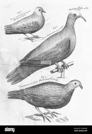 Image result for Passerina montana