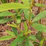 Image result for Eriosema laurentii