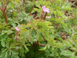 Clare's academy of herbal medicine. Herb Robert Geranium Robertianum Hubpages