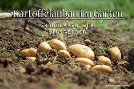 Kartoffelanbau Im Garten Grundlagen Fur Einsteiger