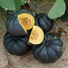 Check spelling or type a new query. Black Kat F1 Hybrid Pumpkin Seeds Ne Seed