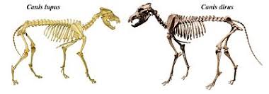 Dire Wolf Wikipedia