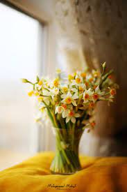 Spring Daffodils Daffodils Flower Arrangements Honeysuckle Cottage